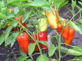 Секреты успешного выращивания перцев в июле: что нужно знать
