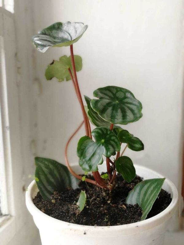 ��� ��������� ��������� ��������: ������� ����� �� ��������� ���������