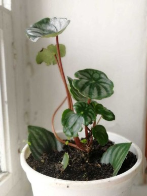 Как вырастить пеперомию арбузную: секреты ухода за необычным растением