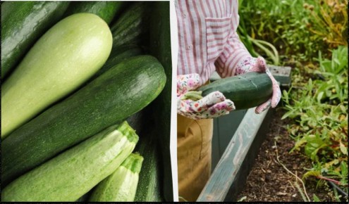 Как получить богатый урожай кабачков до первых морозов: секреты подкормки