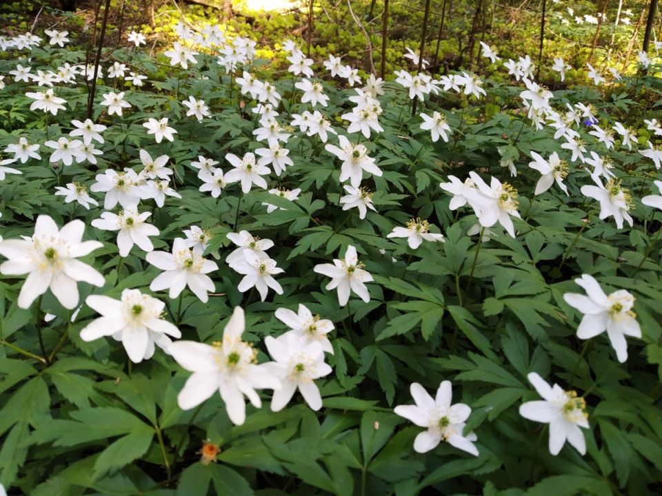 ��������� ���������: ����� ����������� ����������� �����