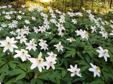 Ветреница дубравная: белое наслаждение первоцветов весны