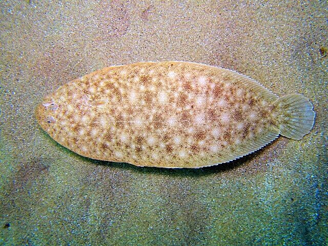 Семейство солевых: носатая солея и её особенности