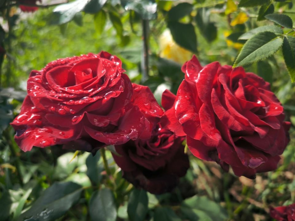 ������ �������� ���: ������� ����� � ����