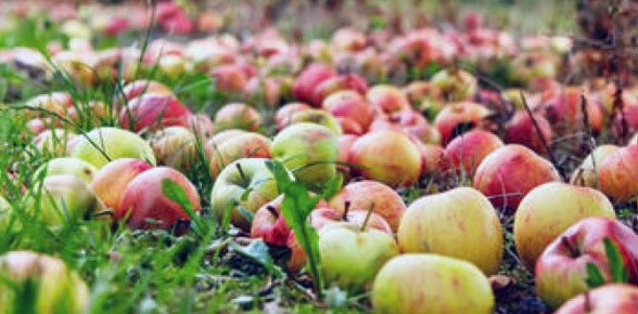 Секреты зимнего хранения яблок: сохранить до весны