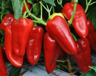 Как добиться рекордного урожая перца: секреты опытных дачников