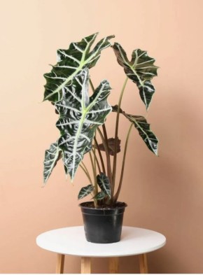 Алоказия: как выбрать идеальный сорт для вашего интерьера