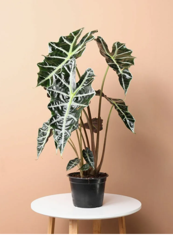 Алоказия: как выбрать идеальный сорт для вашего интерьера