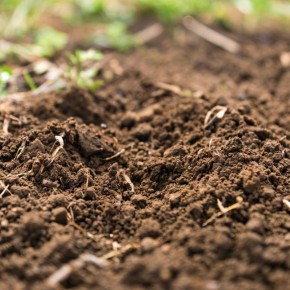 Сидераты: как улучшить качество почвы и повысить урожай