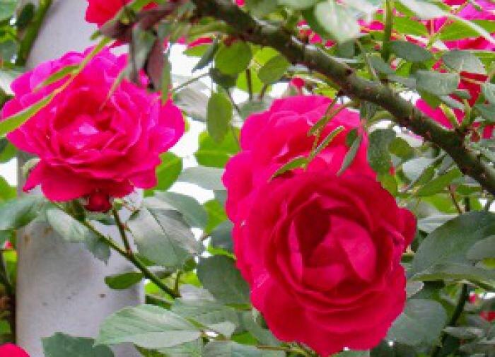 Как ухаживать за розами в июле: секреты успешной подкормки