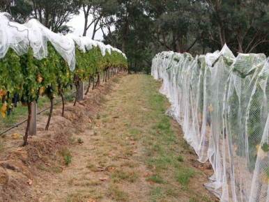 Эффективные методы защиты винограда от солнечных ожогов