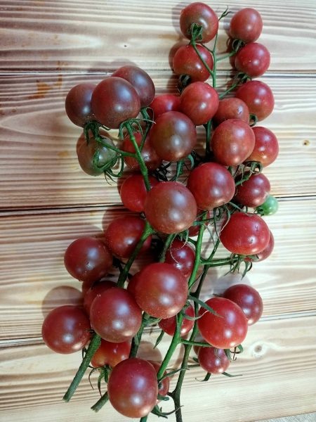 Томат Блэк Черри: вишни с шоколадным вкусом и непревзойденным ароматом
