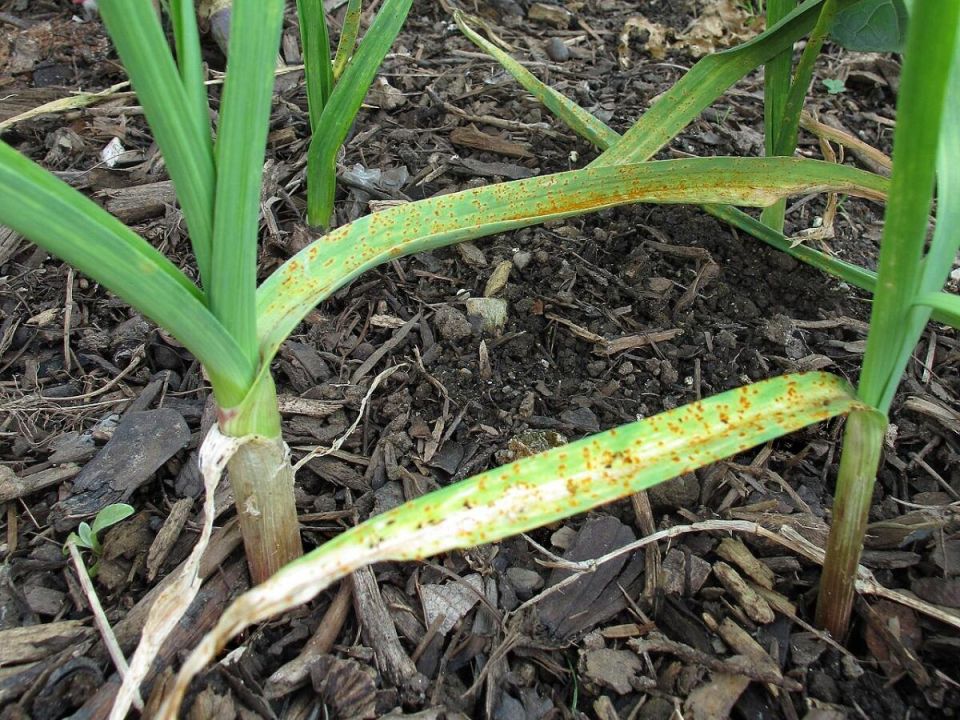 ��� ������ ������: ������� ������ � ���������