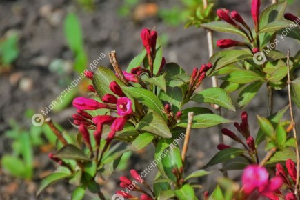 �������: ��������� �������� ������ ��� ������ ����