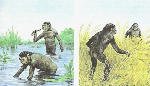 Акватическая теория человека: загадки и противоречия