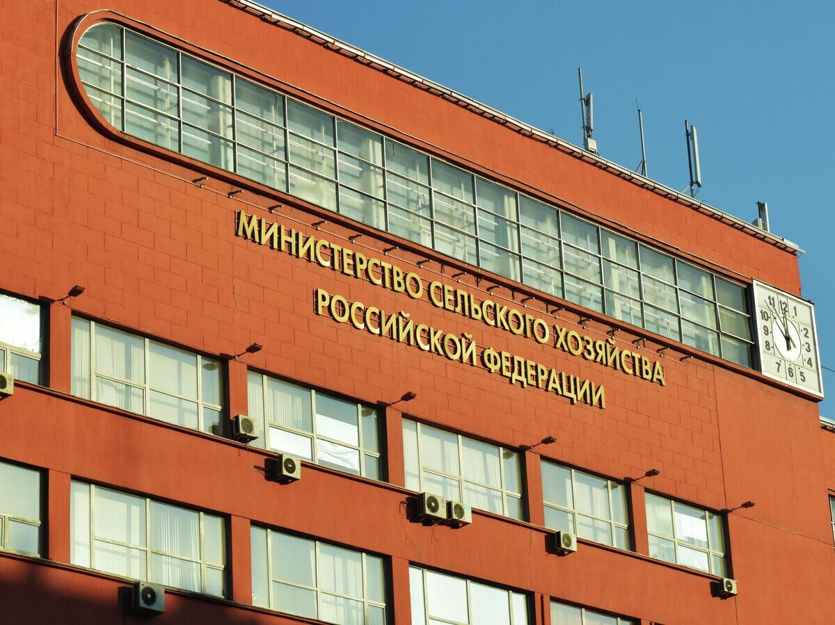 Минсельхоз предсказывает стабильные цены на картофель в 2026 году