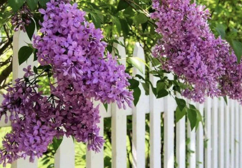 ���� �������� �����������, ������� �� ������� �����