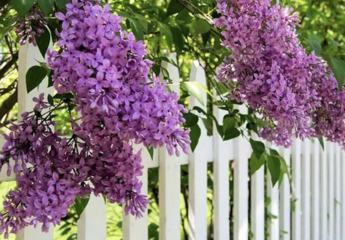 Пять красивых кустарников, которые не требуют ухода