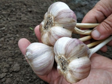 ��� ������� ��������� ������ ������� �������: ������� ���������� �����