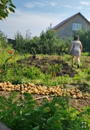 Собирая картофель: осенние приключения на дачном участке