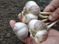 Как собрать рекордный урожай озимого чеснока: секреты подготовки почвы