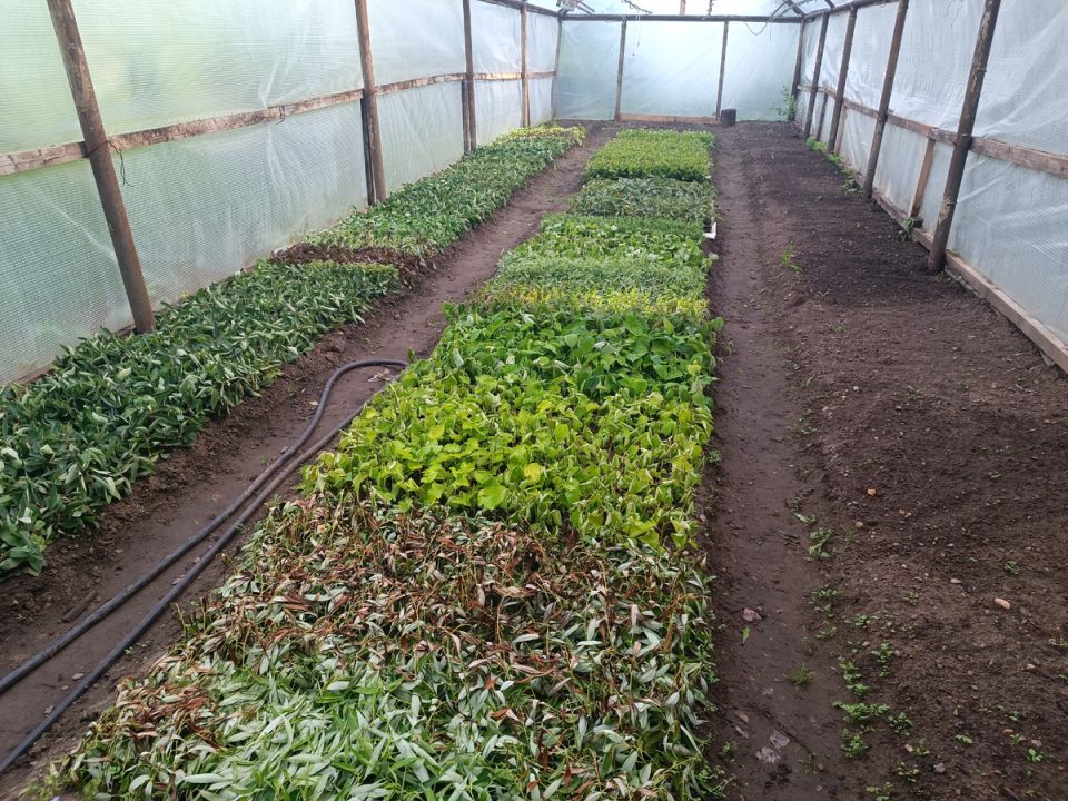 ��� ������, ��� ������ �� ����� �������: ������� ������������� ������� �����