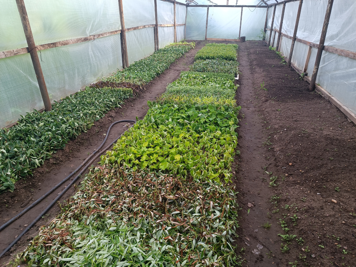 Как понять, что растет на вашем участке: секреты механического состава почвы