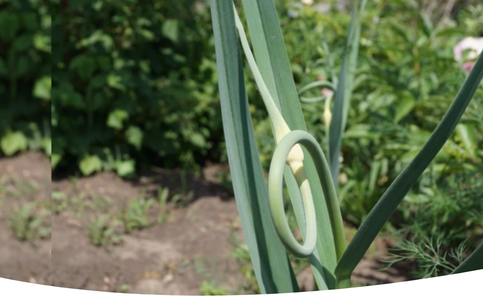 Когда и как правильно обрезать стрелки у чеснока