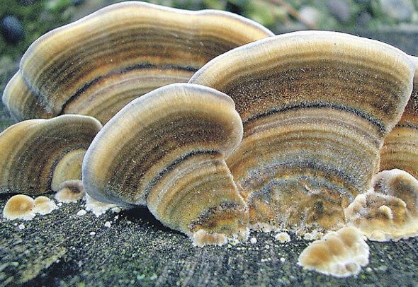 ����������� ������ ������ ����: ������ ������������ ��� ��������