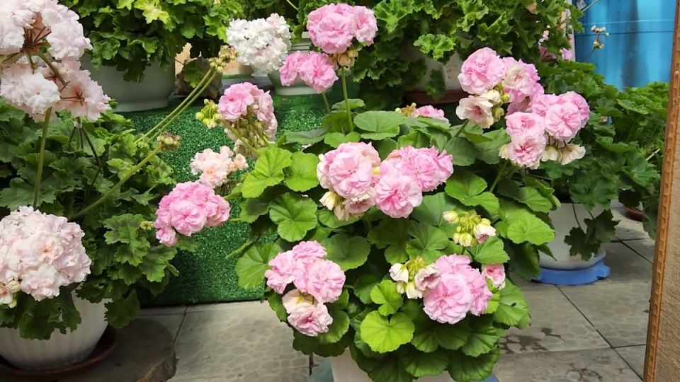 ����� ������: ������ ������ ������������ �� ����� ������