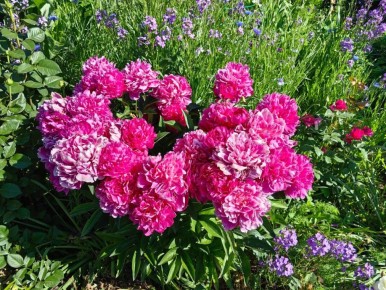 Пионы: как подготовить растения к следующему сезону