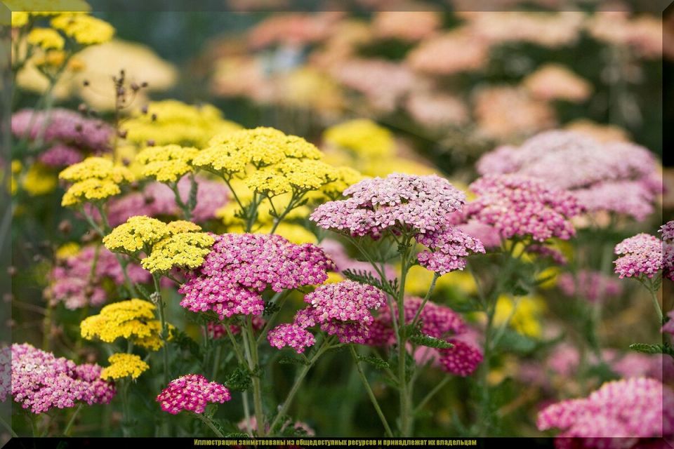 ��� �������� ���� ������� � ��������: ������ ������������ �������� � �����