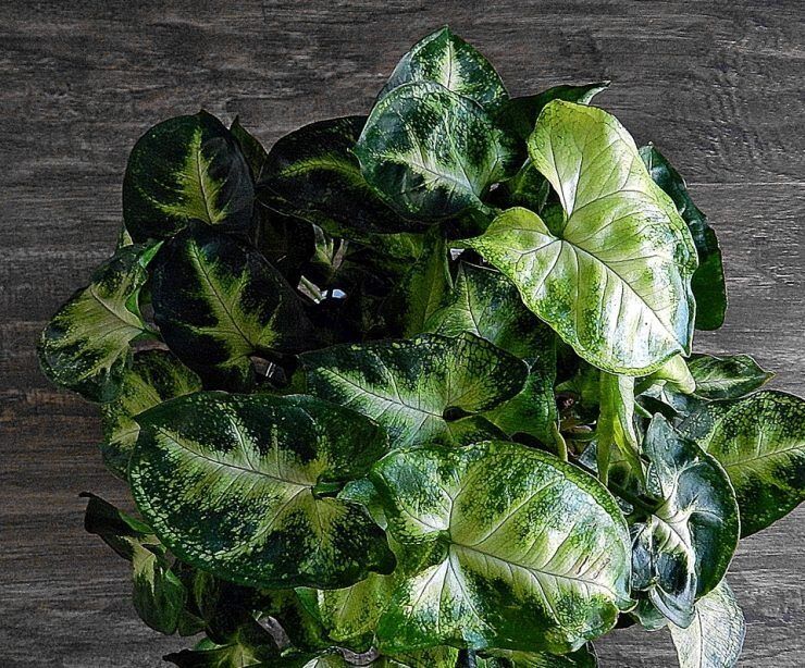 ��� ��������� ��������, ������� ���������� ��� ��������