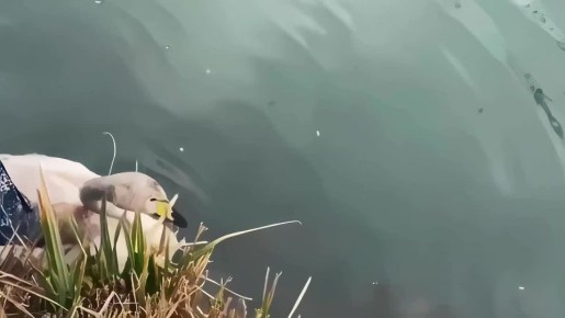 ������ ���� �������. ��� ������ ������ �� ������ ����, � ����� ��� � ���, �� �������� �������, ��������������� ����� ������ ����� � ������ ����������� � ����� ���������� ���������2024 ����