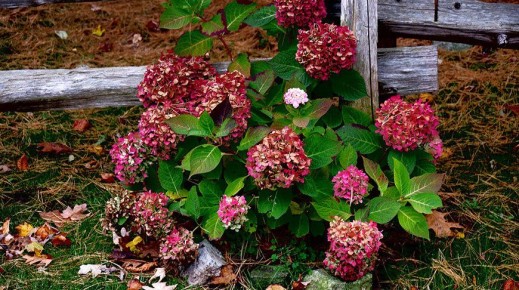 Уход за гортензией в сентябре: советы по подготовке к зиме