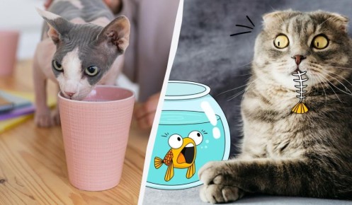 Продукты, которые опасно давать котам: стоим на страже здоровья