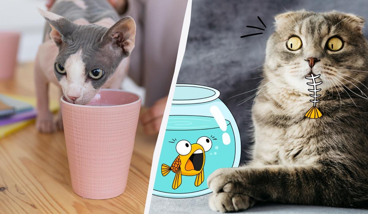 Продукты, которые опасно давать котам: стоим на страже здоровья