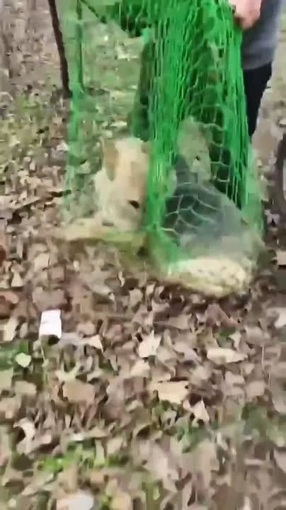 � ��������� ������������ ����� ������������ ��������