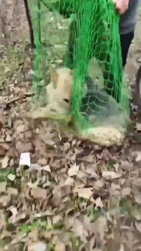 � ��������� ������������ ����� ������������ ��������