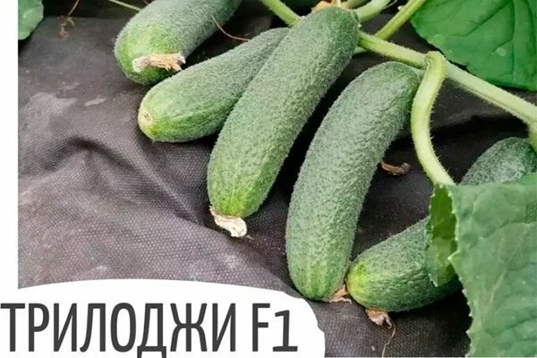 Огурцы Трилоджи: секреты успешного выращивания