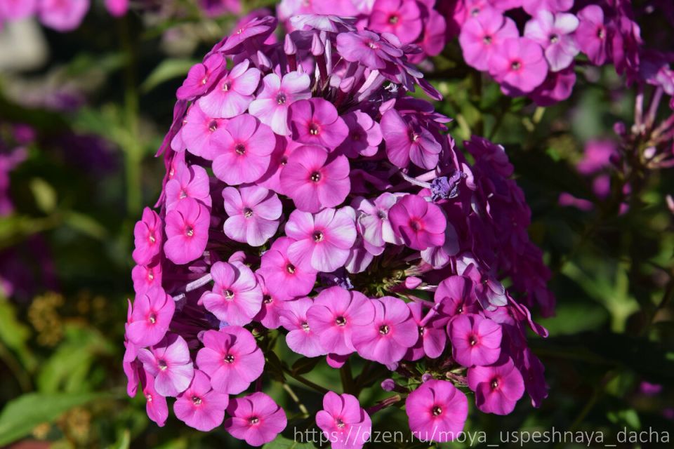 ��� �������� ������� �������� �����: ������ �������� �����������