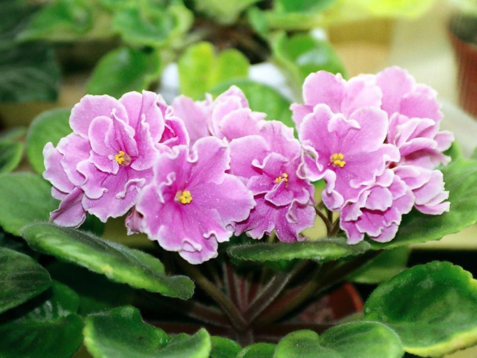 ������ ������� ������ ����������� ������������ �������