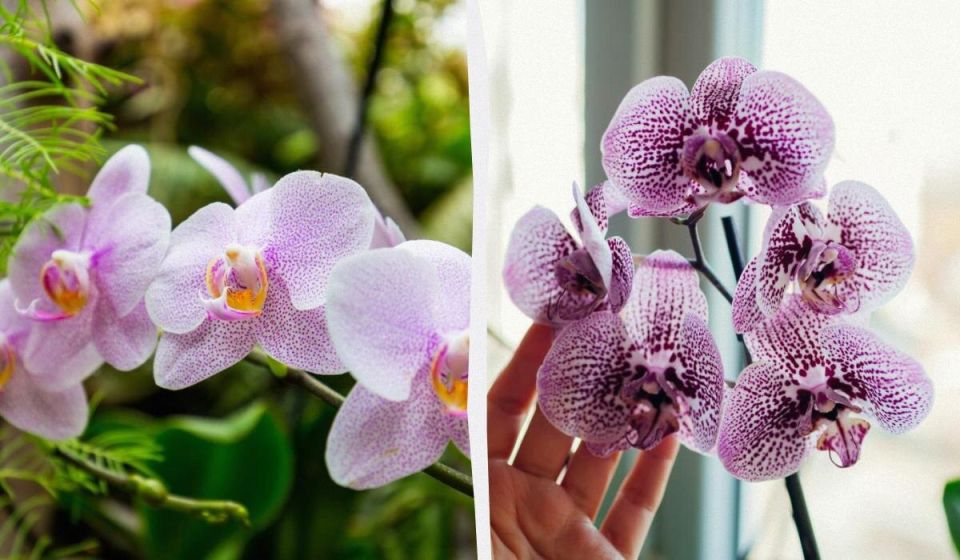 ��� ���� �������� ������� ���������� ������������ ��������