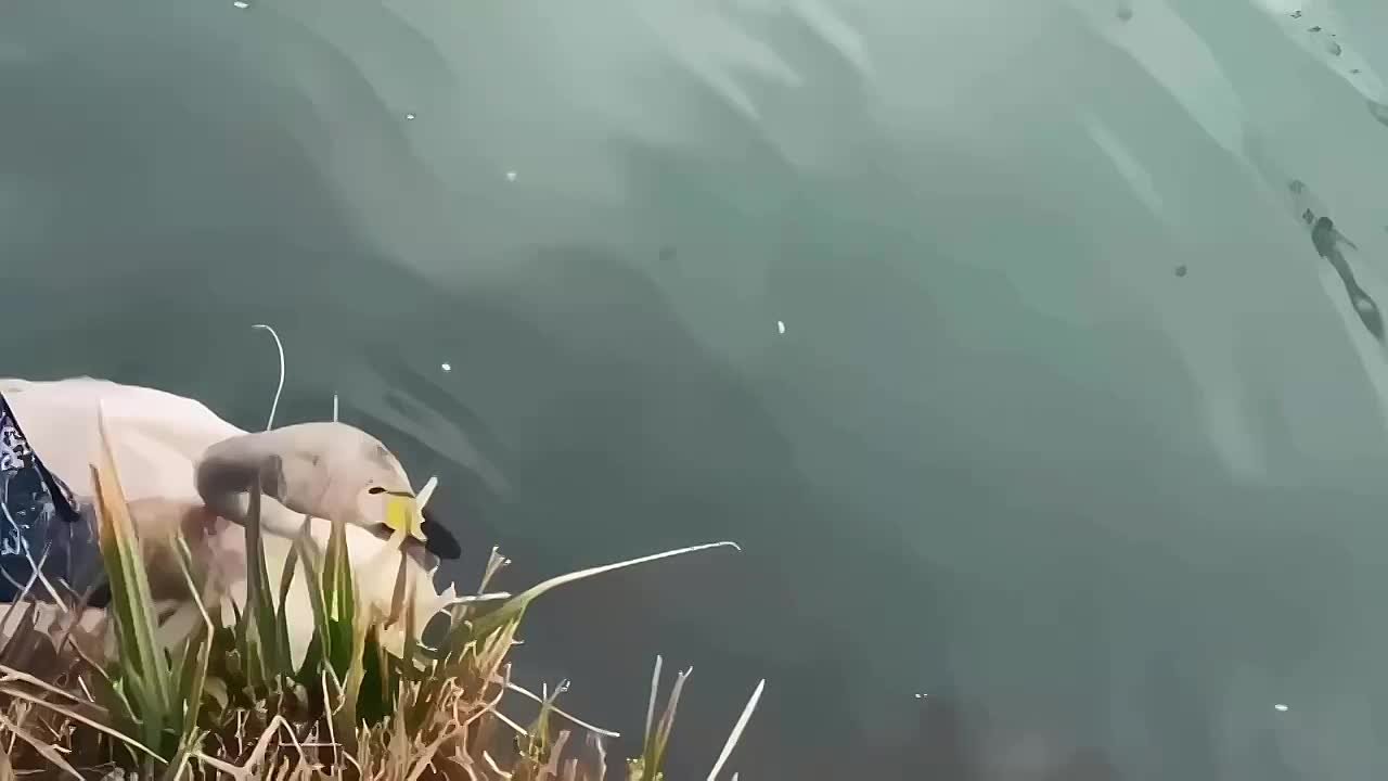Больше не один. У лебедя из парка «Зеленый остров» в Черкесске появилась пара Долгое время после стихийного бедствия в 2024 году он жил один, и многие горожане переживали по этому поводу и просили администрацию привезти ему...