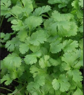 Кинза с лимонным ароматом: как выбрать лучший сорт для вашего сада