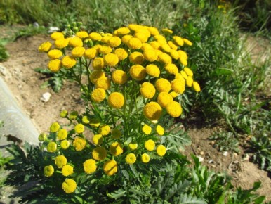 Растение-невидимка: как пижма защитит ваш сад от вредителей