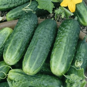 Топ-3 сорта огурцов, которые порадуют вас богатым урожаем