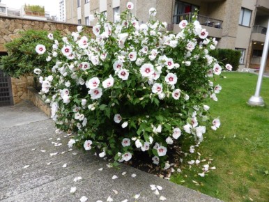 �������� ���������: �������, ������� ������������ ������ ������