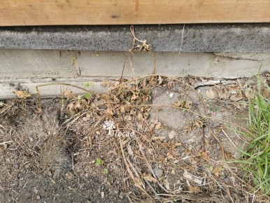 Как одной обработкой избавиться от хмеля и конского щавеля