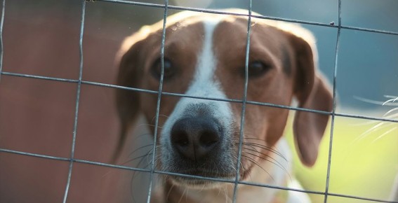 ������ ������� ������������ � �������� �������� ��������